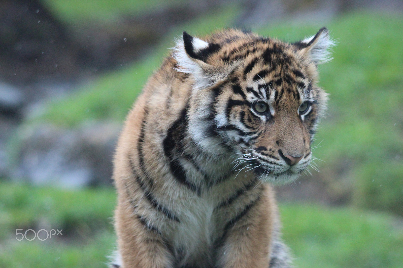 Sigma 150-500mm F5-6.3 DG OS HSM sample photo. Sumatran tiger photography