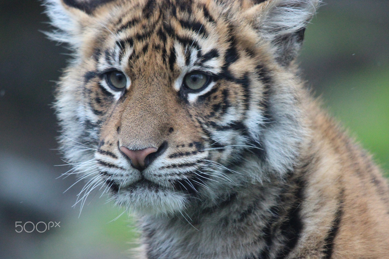 Sigma 150-500mm F5-6.3 DG OS HSM sample photo. Sumatran tiger photography