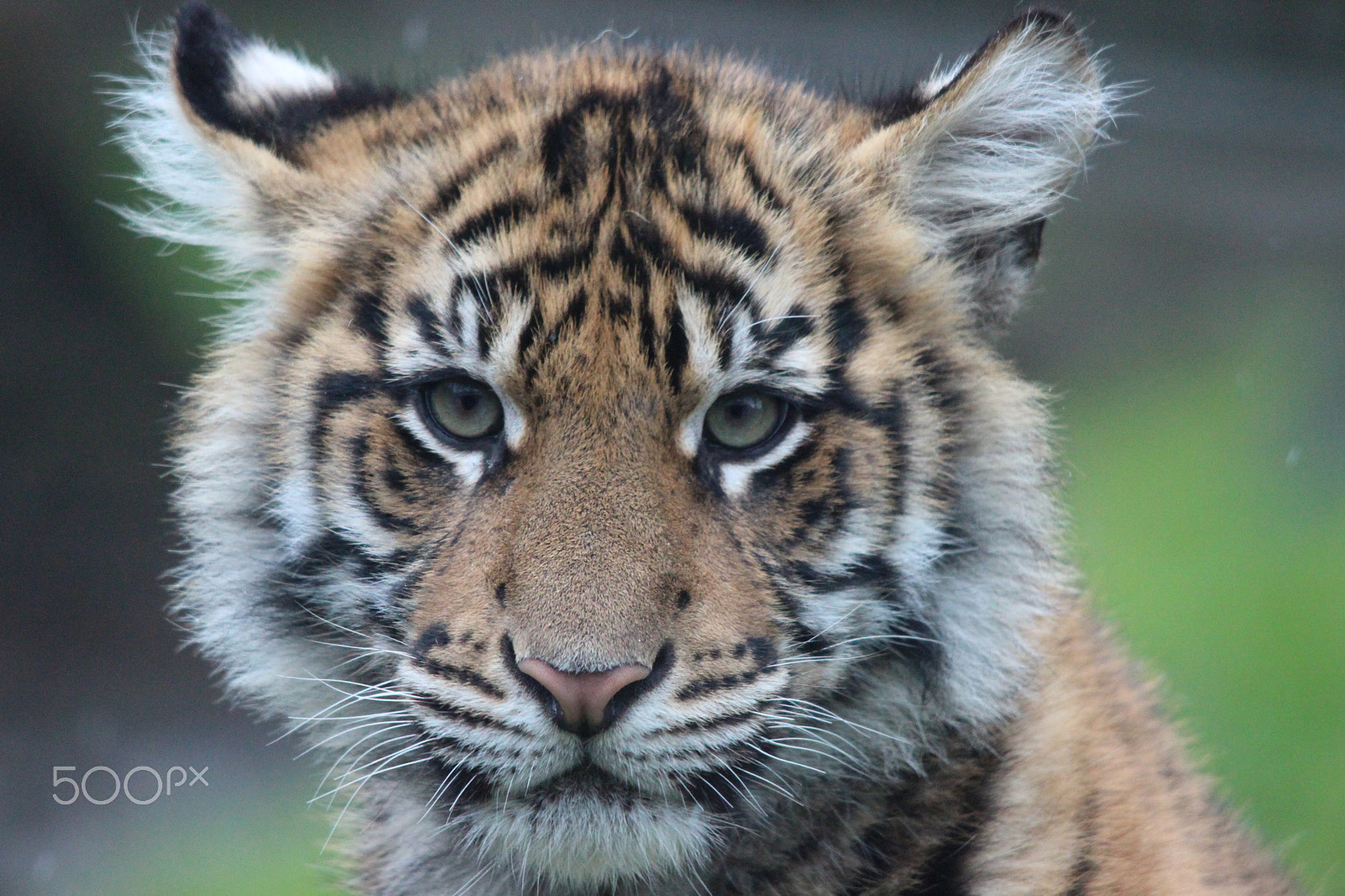 Sigma 150-500mm F5-6.3 DG OS HSM sample photo. Sumatran tiger photography