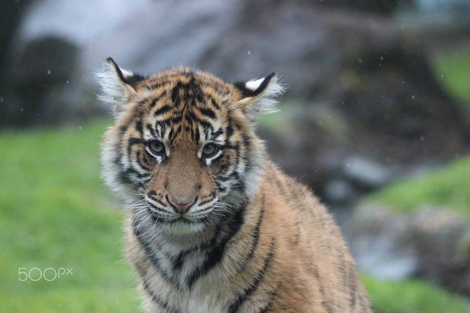 Sigma 150-500mm F5-6.3 DG OS HSM sample photo. Sumatran tiger photography