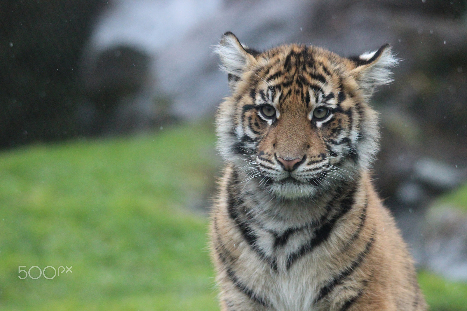 Sigma 150-500mm F5-6.3 DG OS HSM sample photo. Sumatran tiger photography
