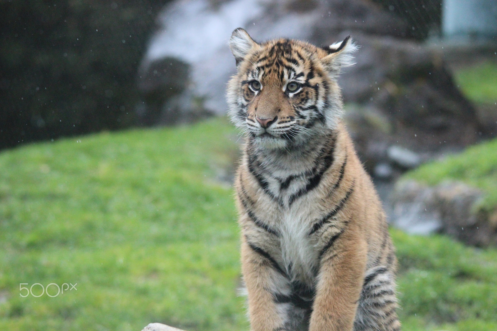 Sigma 150-500mm F5-6.3 DG OS HSM sample photo. Sumatran tiger photography