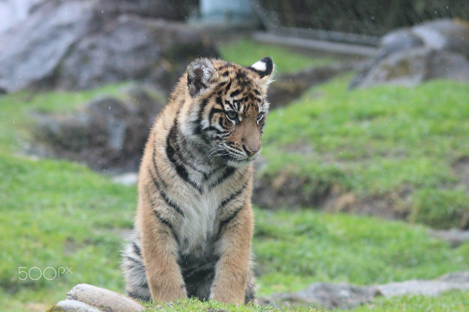 Sigma 150-500mm F5-6.3 DG OS HSM sample photo. Sumatran tiger photography