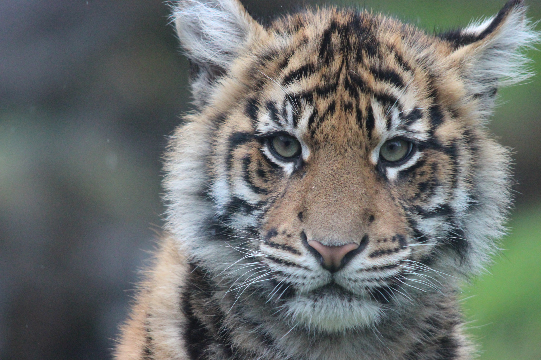 Sigma 150-500mm F5-6.3 DG OS HSM sample photo. Sumatran tiger photography