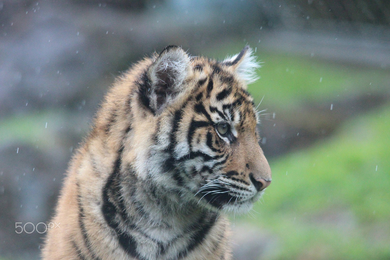 Sigma 150-500mm F5-6.3 DG OS HSM sample photo. Sumatran tiger photography