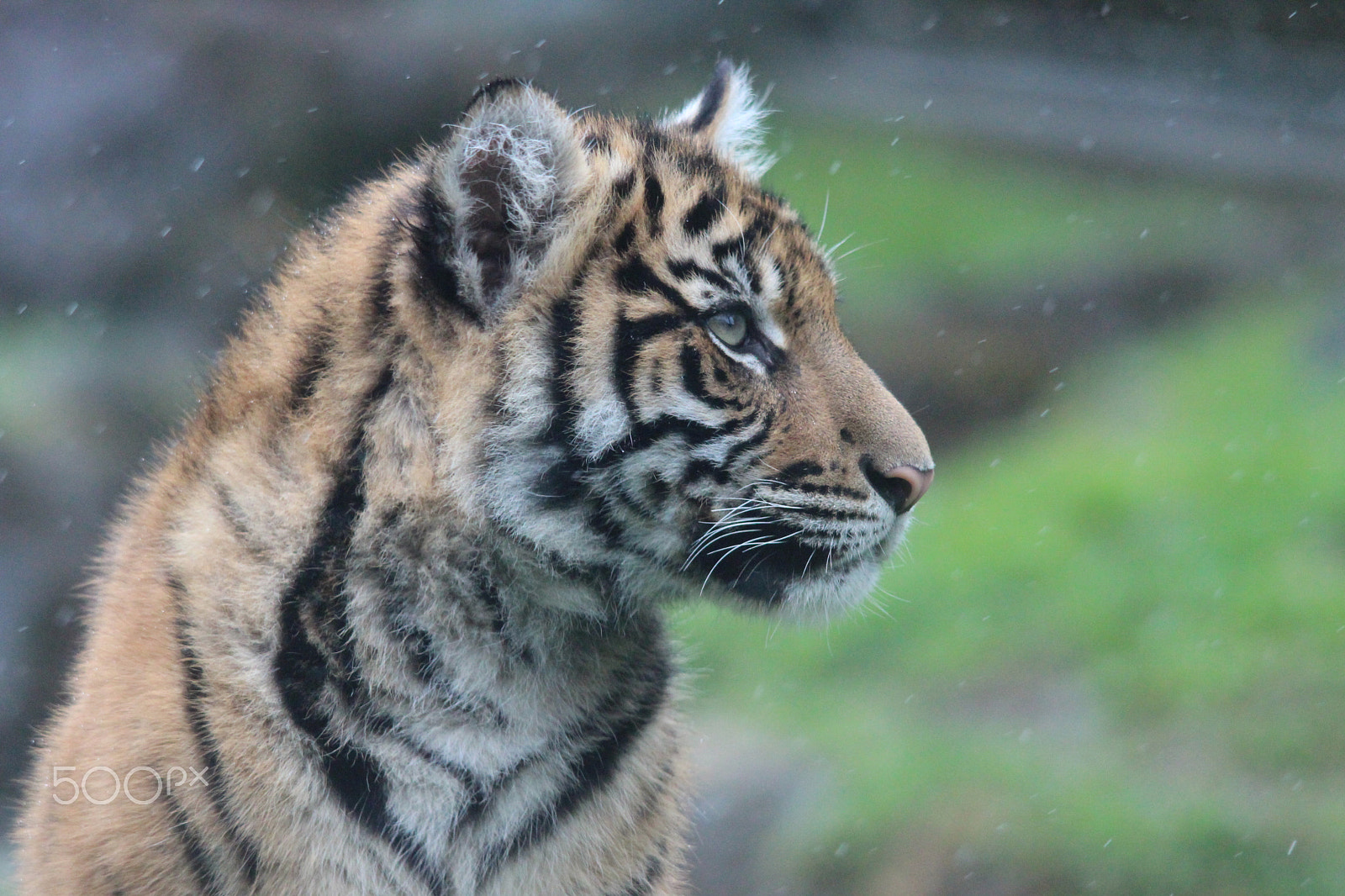Sigma 150-500mm F5-6.3 DG OS HSM sample photo. Sumatran tiger photography