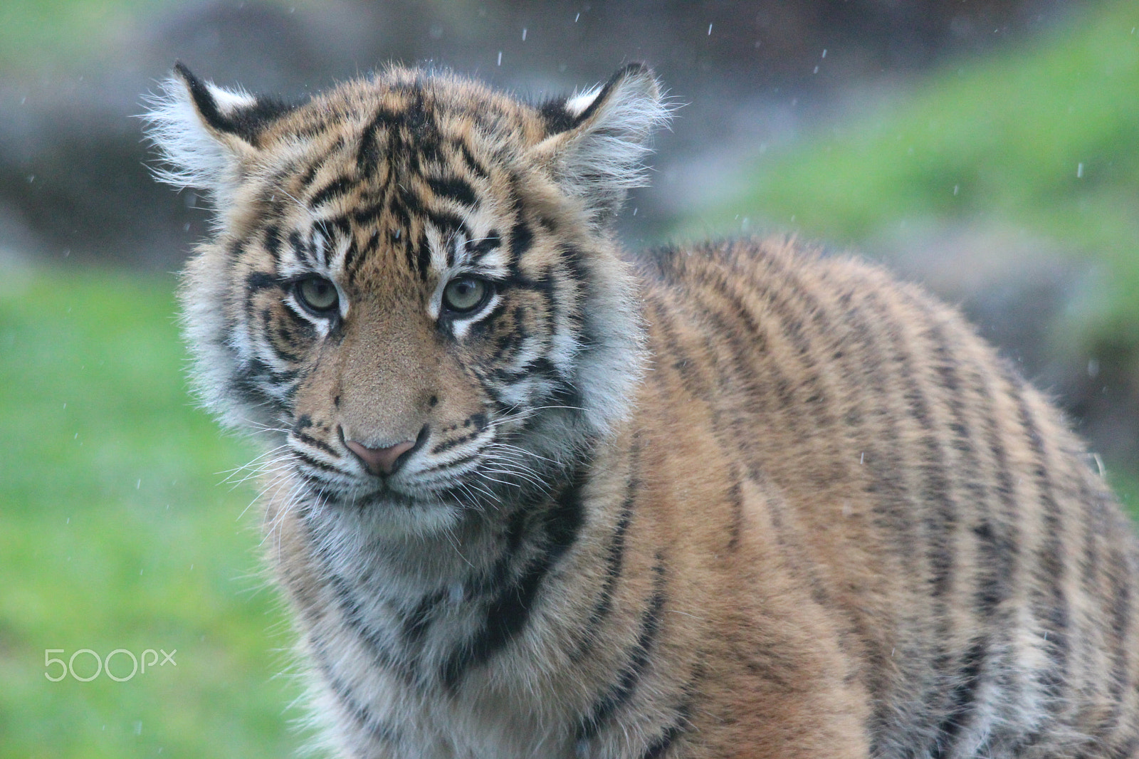 Sigma 150-500mm F5-6.3 DG OS HSM sample photo. Sumatran tiger photography