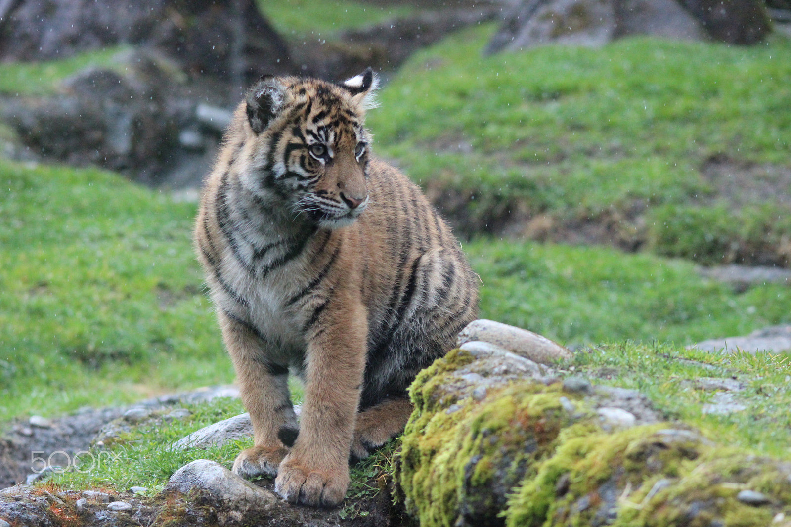 Sigma 150-500mm F5-6.3 DG OS HSM sample photo. Sumatran tiger photography