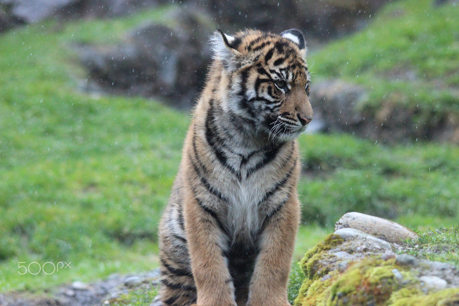 Sigma 150-500mm F5-6.3 DG OS HSM sample photo. Sumatran tiger photography