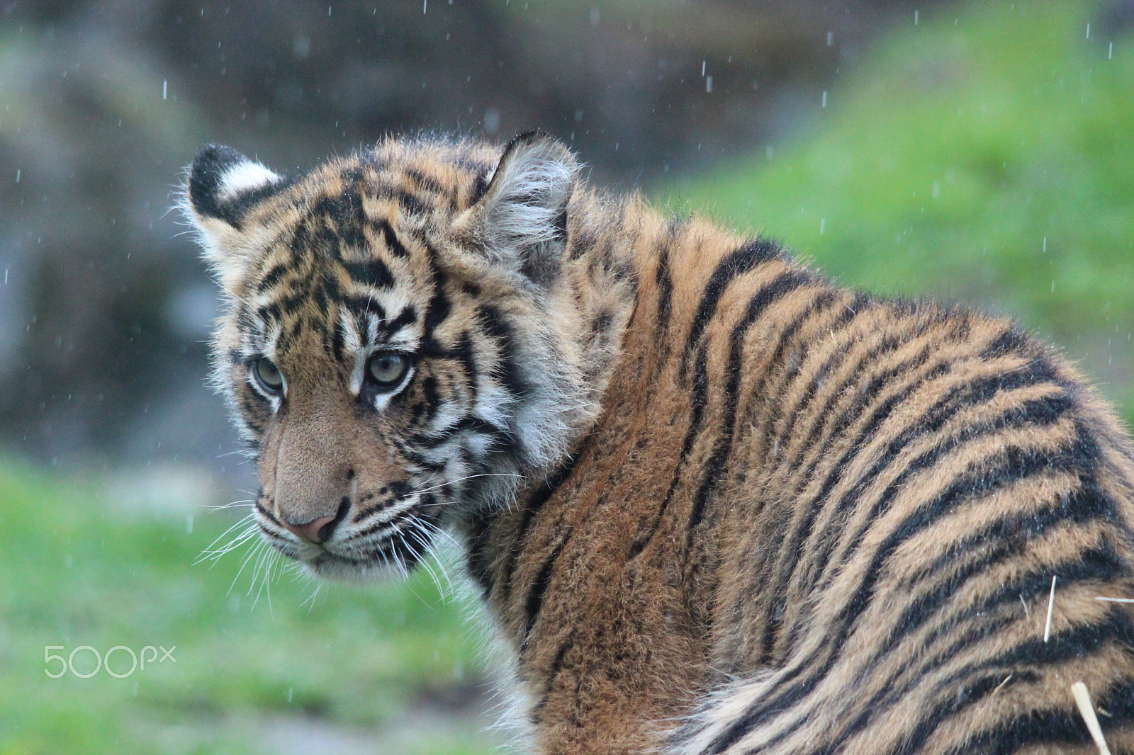 Sigma 150-500mm F5-6.3 DG OS HSM sample photo. Sumatran tiger photography