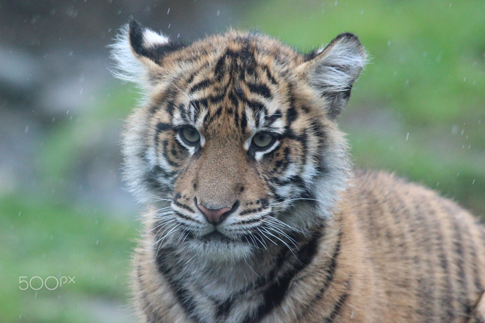 Sigma 150-500mm F5-6.3 DG OS HSM sample photo. Sumatran tiger photography