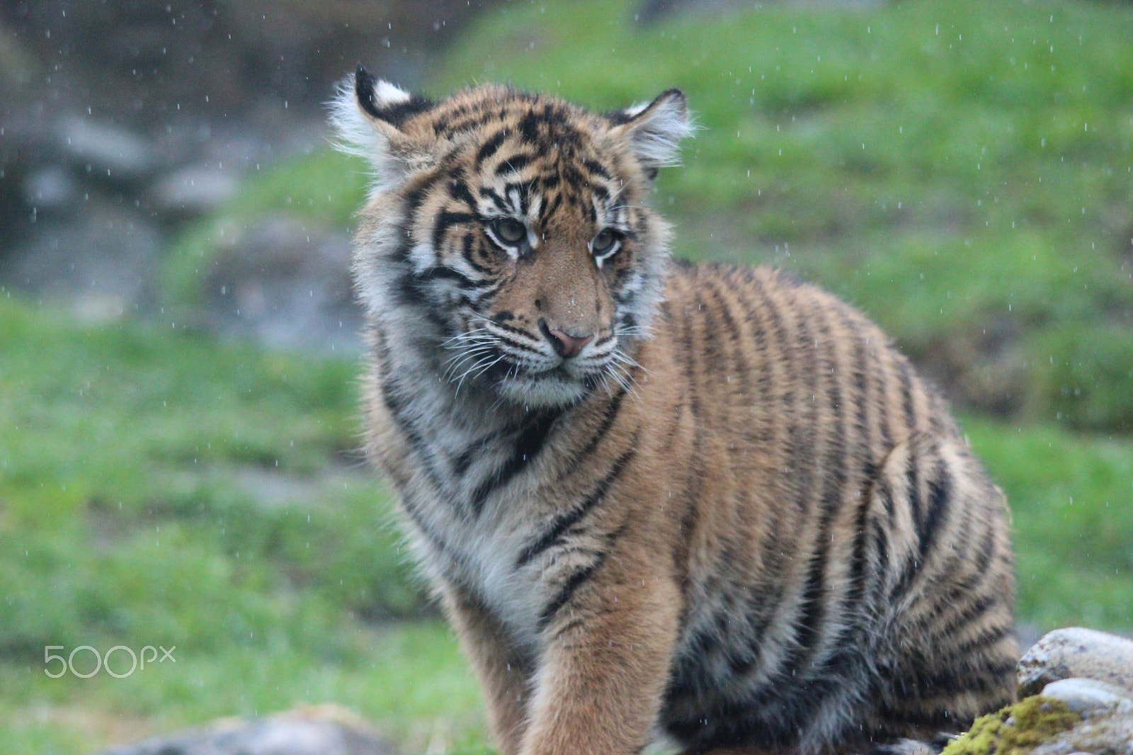 Sigma 150-500mm F5-6.3 DG OS HSM sample photo. Sumatran tiger photography