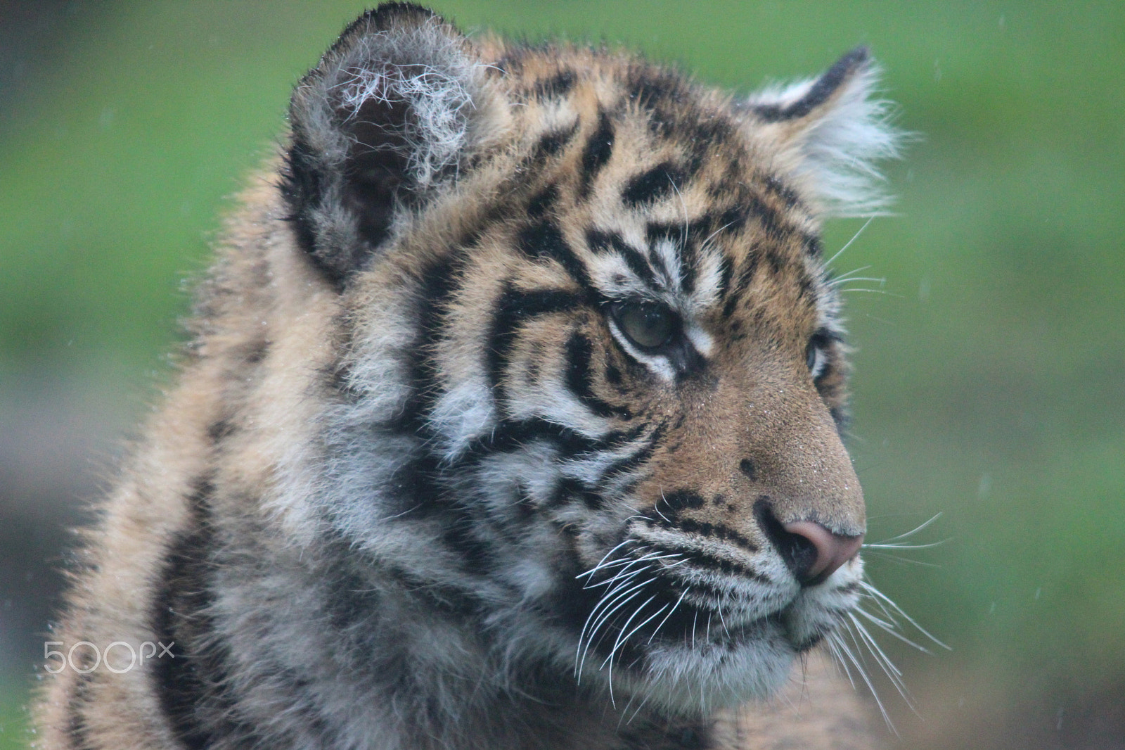 Sigma 150-500mm F5-6.3 DG OS HSM sample photo. Sumatran tiger photography