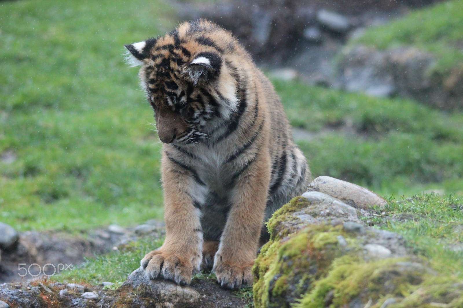 Sigma 150-500mm F5-6.3 DG OS HSM sample photo. Sumatran tiger photography