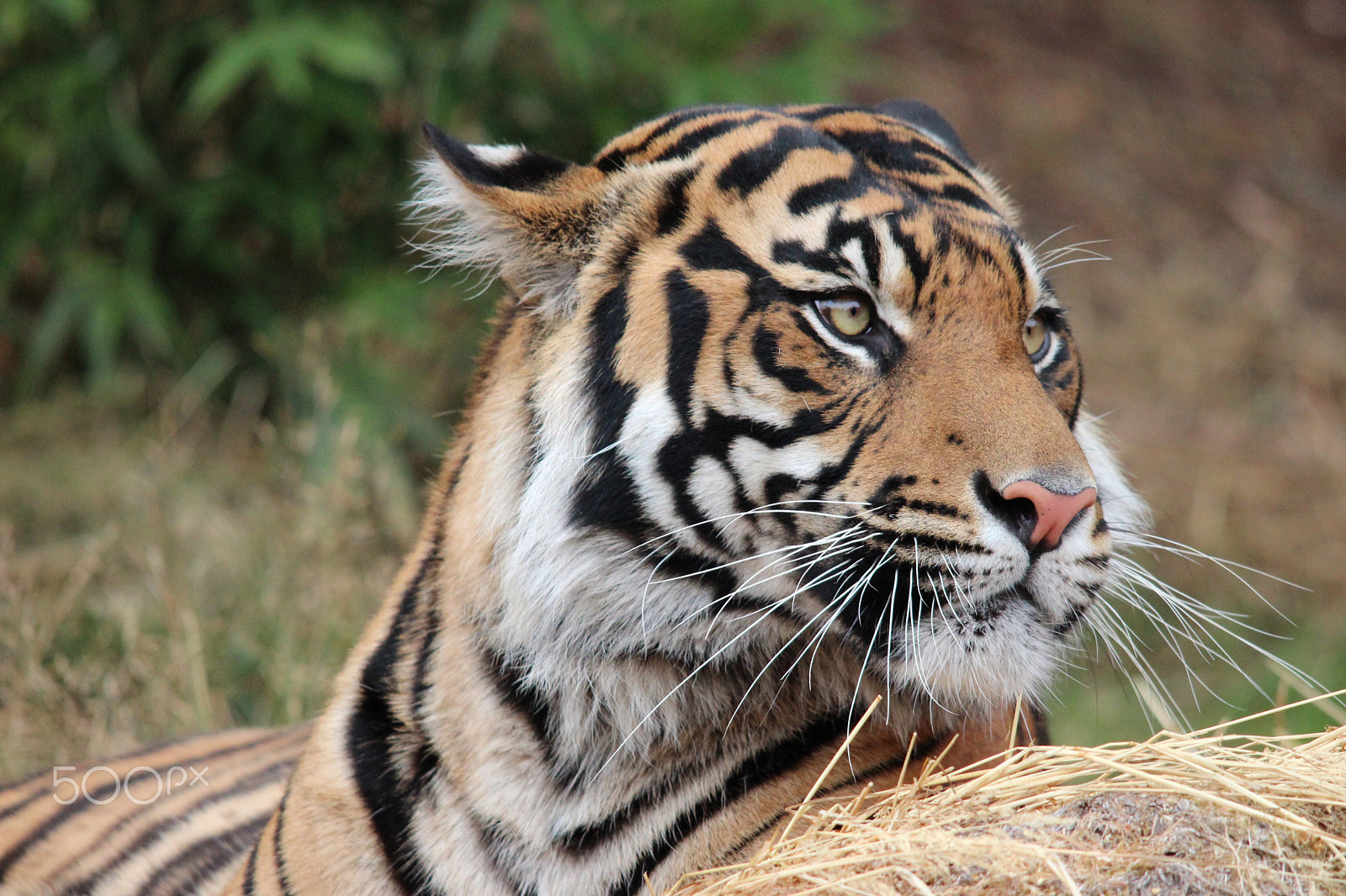 Sigma 150-500mm F5-6.3 DG OS HSM sample photo. Sumatran tiger photography