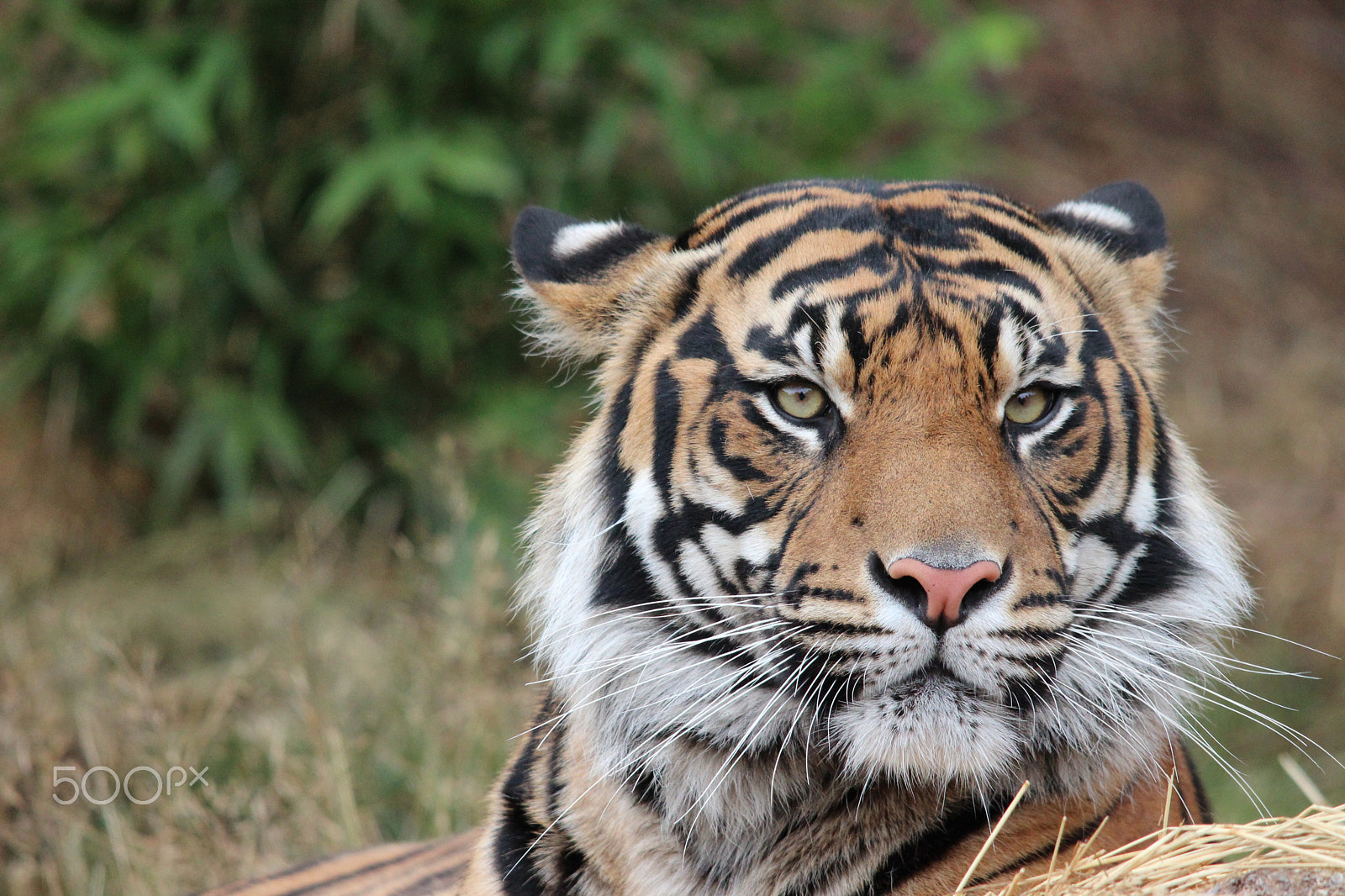 Sigma 150-500mm F5-6.3 DG OS HSM sample photo. Sumatran tiger photography