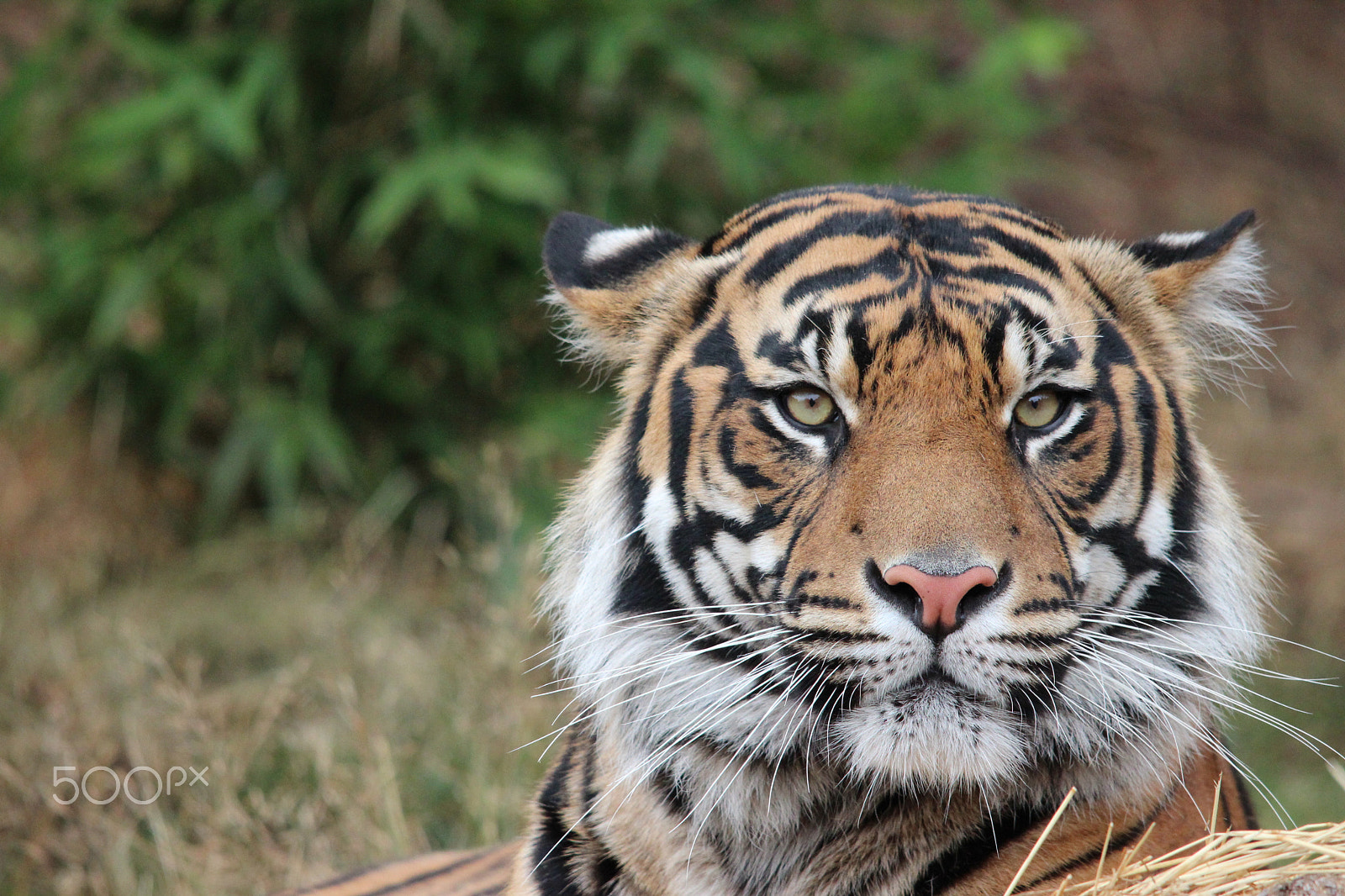 Sigma 150-500mm F5-6.3 DG OS HSM sample photo. Sumatran tiger photography