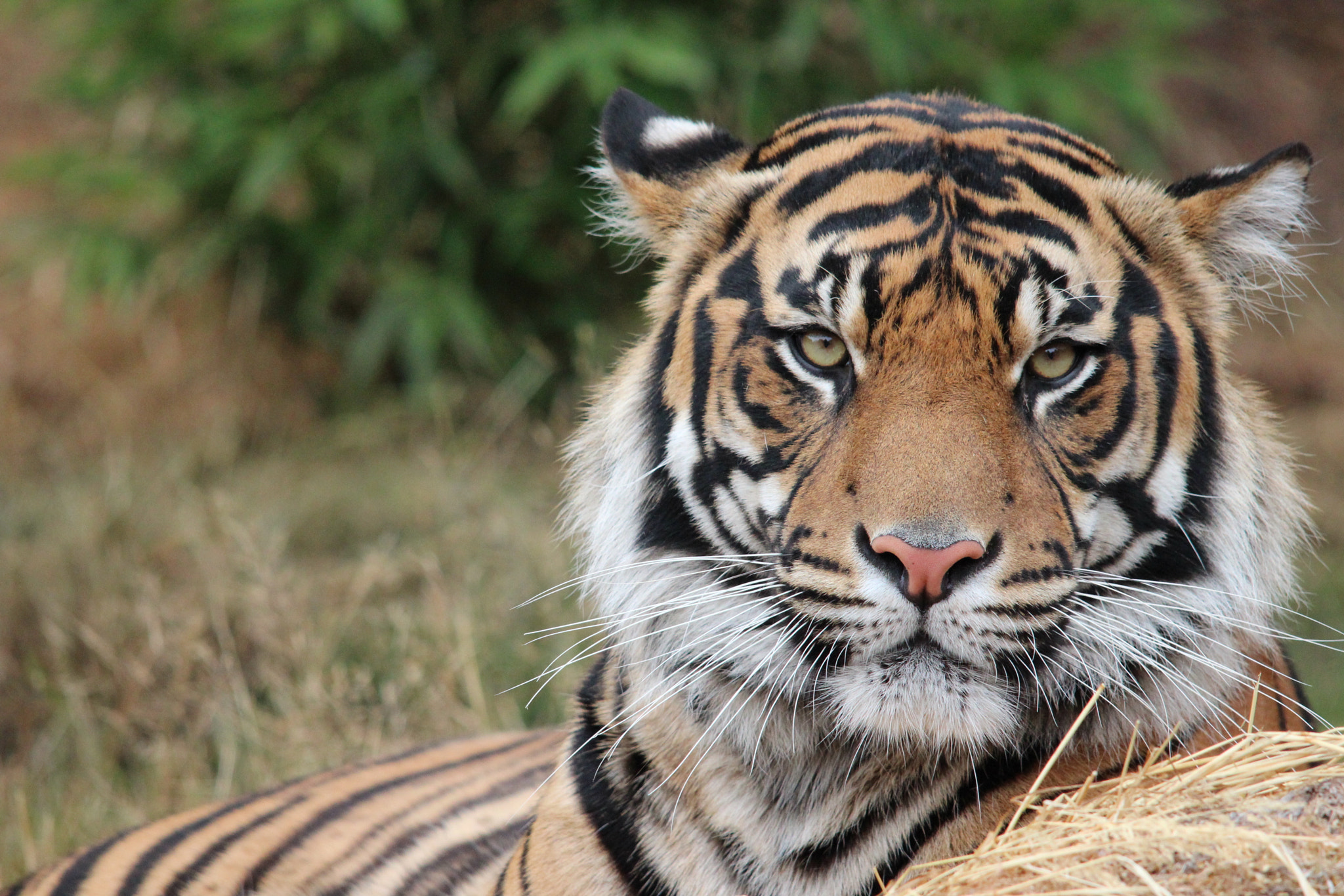 Sigma 150-500mm F5-6.3 DG OS HSM sample photo. Sumatran tiger photography