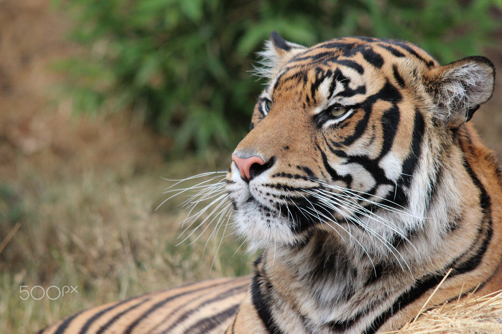 Sigma 150-500mm F5-6.3 DG OS HSM sample photo. Sumatran tiger photography