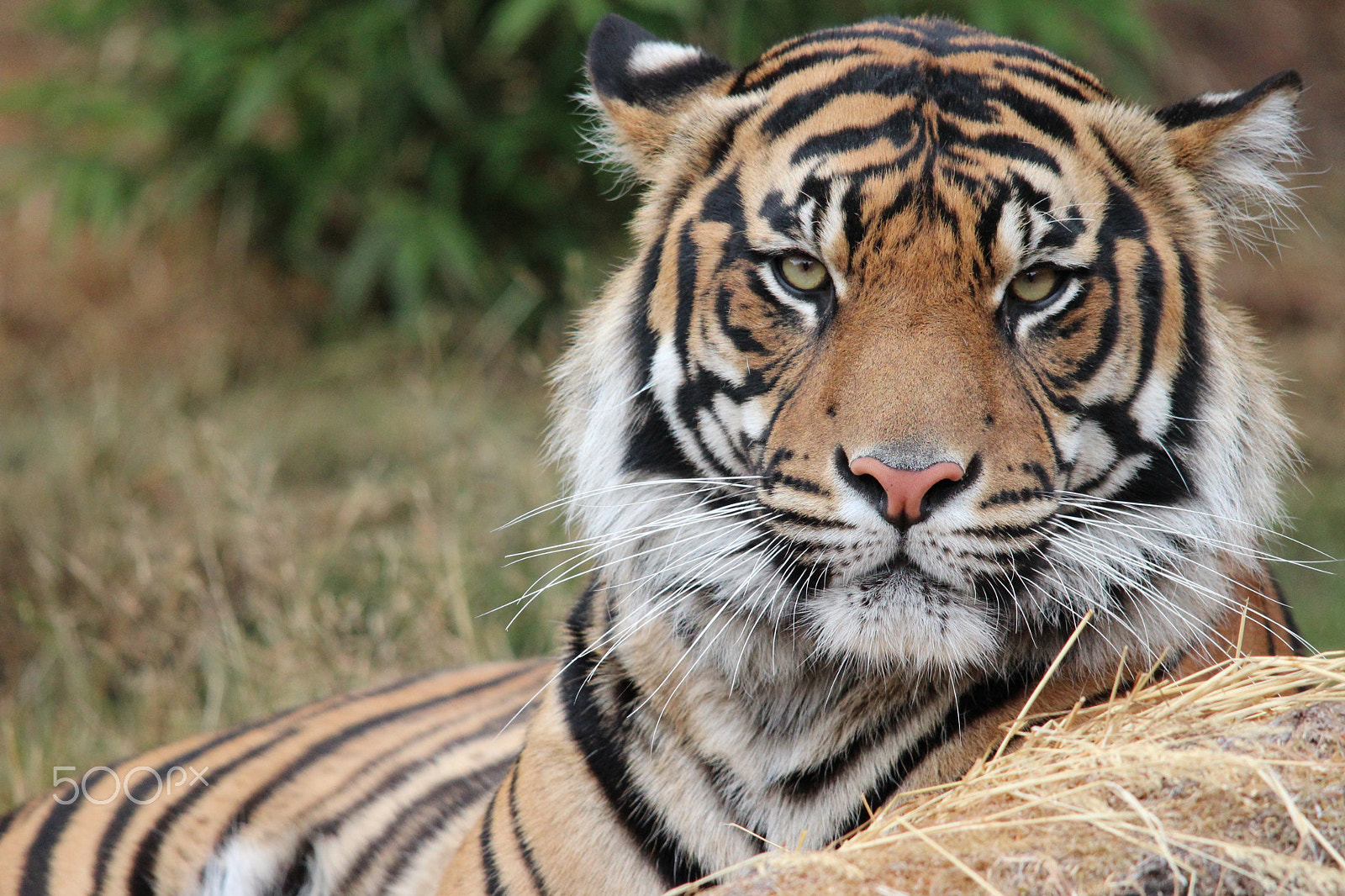 Sigma 150-500mm F5-6.3 DG OS HSM sample photo. Sumatran tiger photography