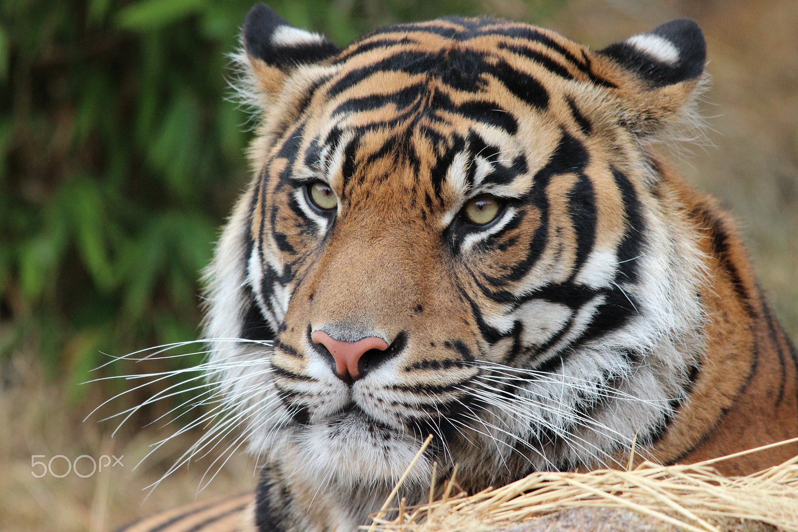 Sigma 150-500mm F5-6.3 DG OS HSM sample photo. Sumatran tiger photography