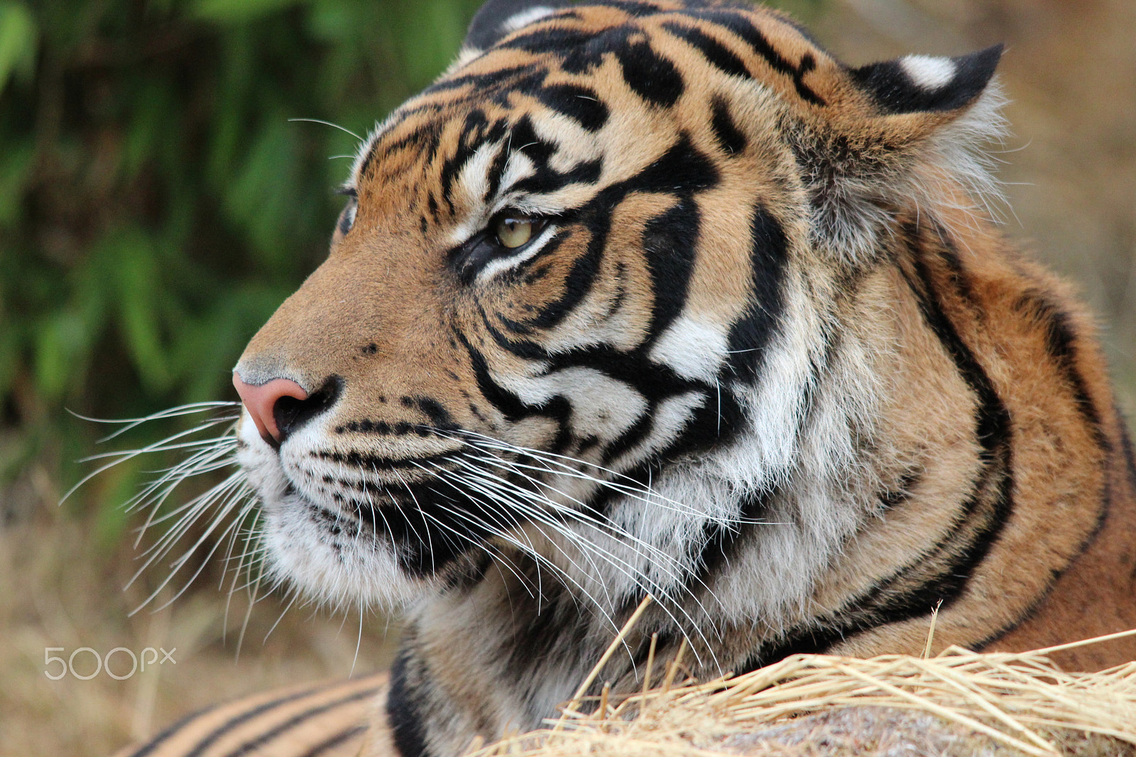 Sigma 150-500mm F5-6.3 DG OS HSM sample photo. Sumatran tiger photography