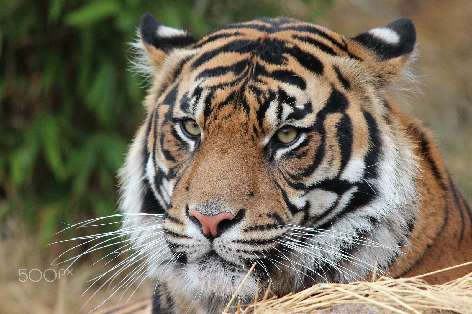 Sigma 150-500mm F5-6.3 DG OS HSM sample photo. Sumatran tiger photography
