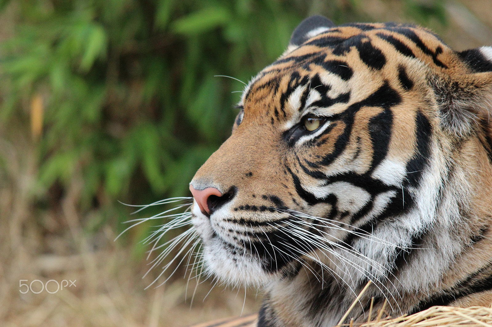 Sigma 150-500mm F5-6.3 DG OS HSM sample photo. Sumatran tiger photography