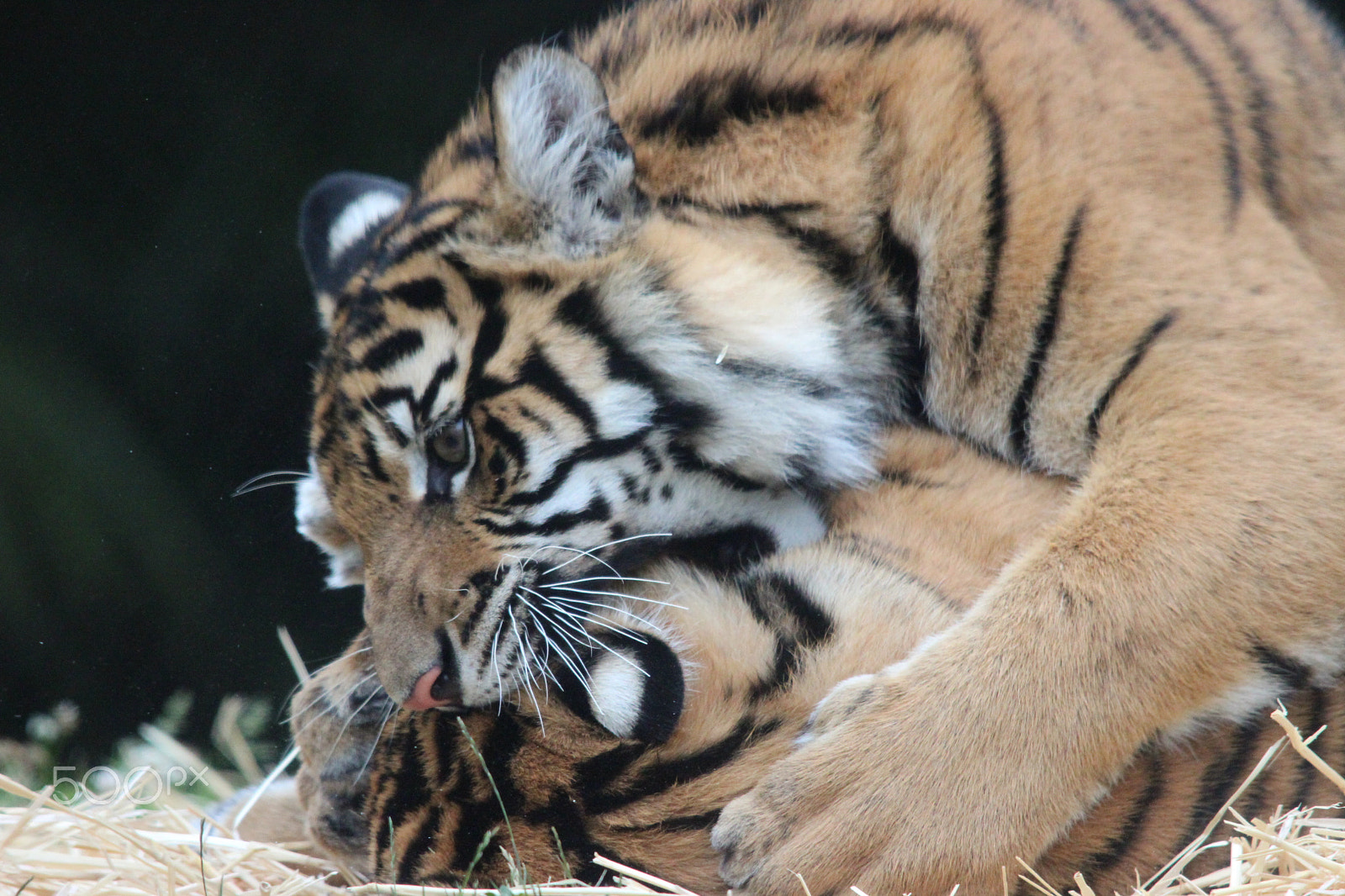 Sigma 150-500mm F5-6.3 DG OS HSM sample photo. Sumatran tiger photography