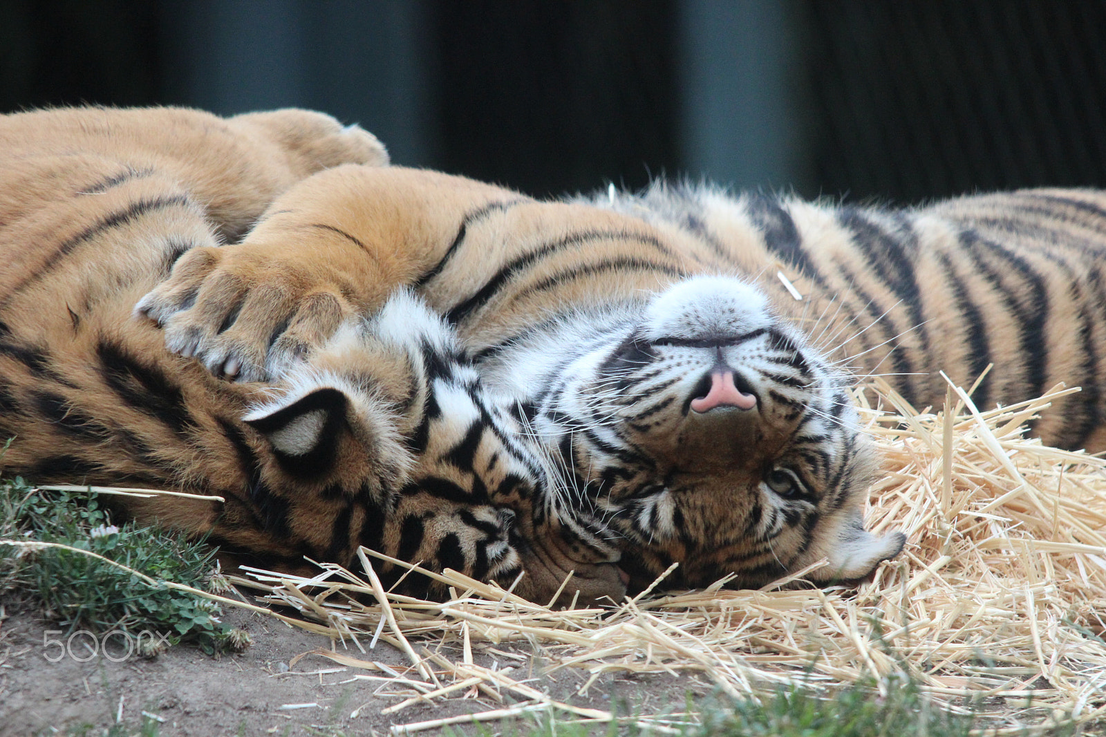 Sigma 150-500mm F5-6.3 DG OS HSM sample photo. Sumatran tiger photography