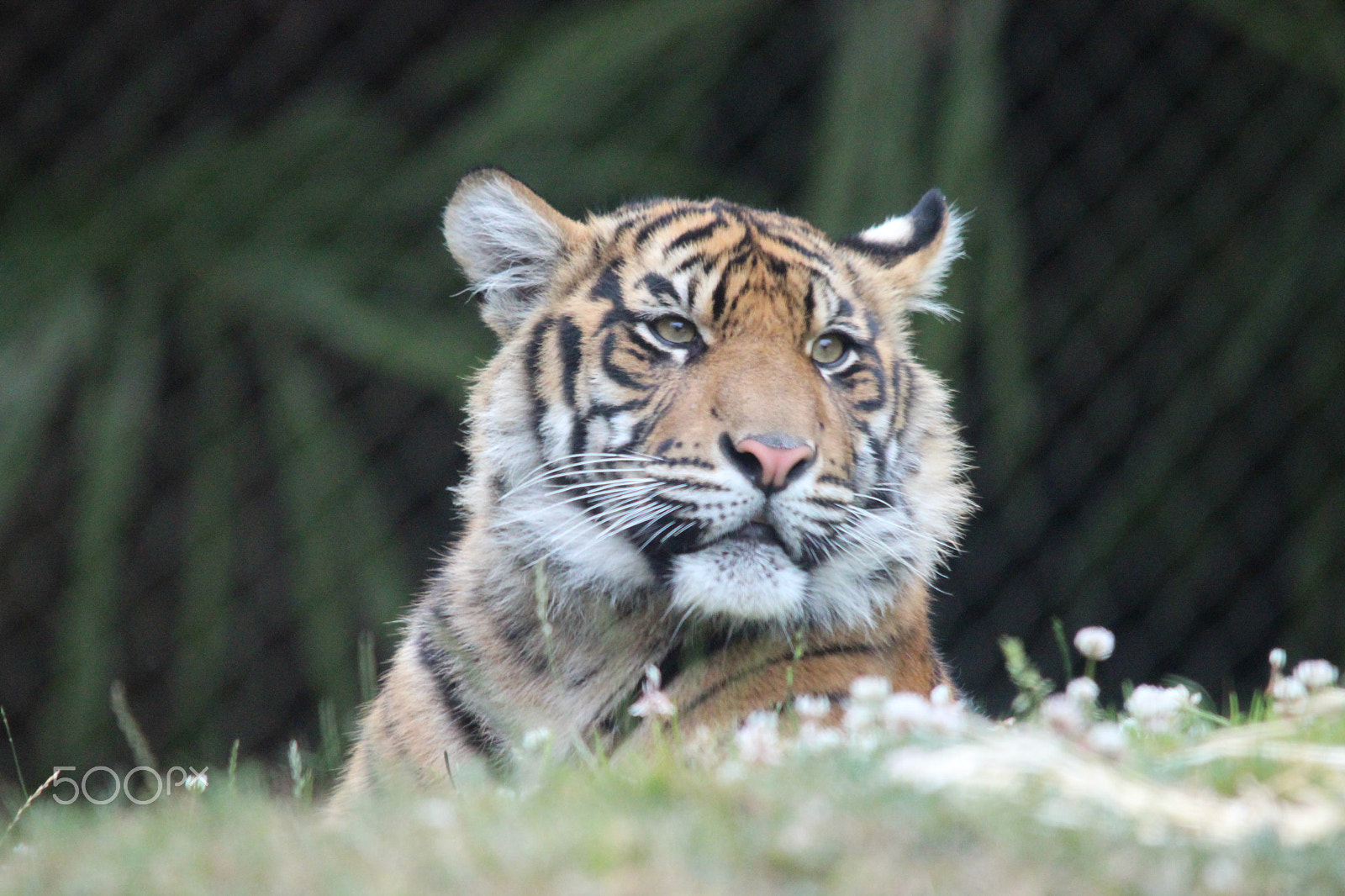 Sigma 150-500mm F5-6.3 DG OS HSM sample photo. Sumatran tiger photography