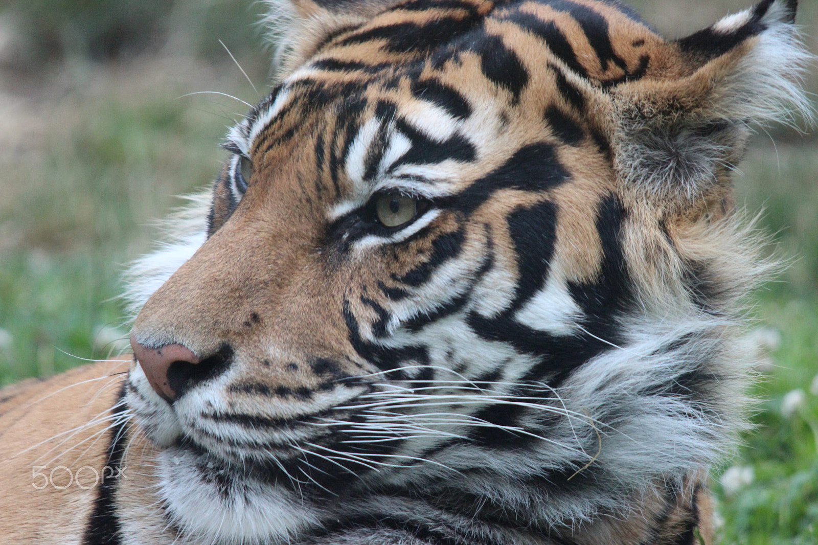 Sigma 150-500mm F5-6.3 DG OS HSM sample photo. Sumatran tiger photography