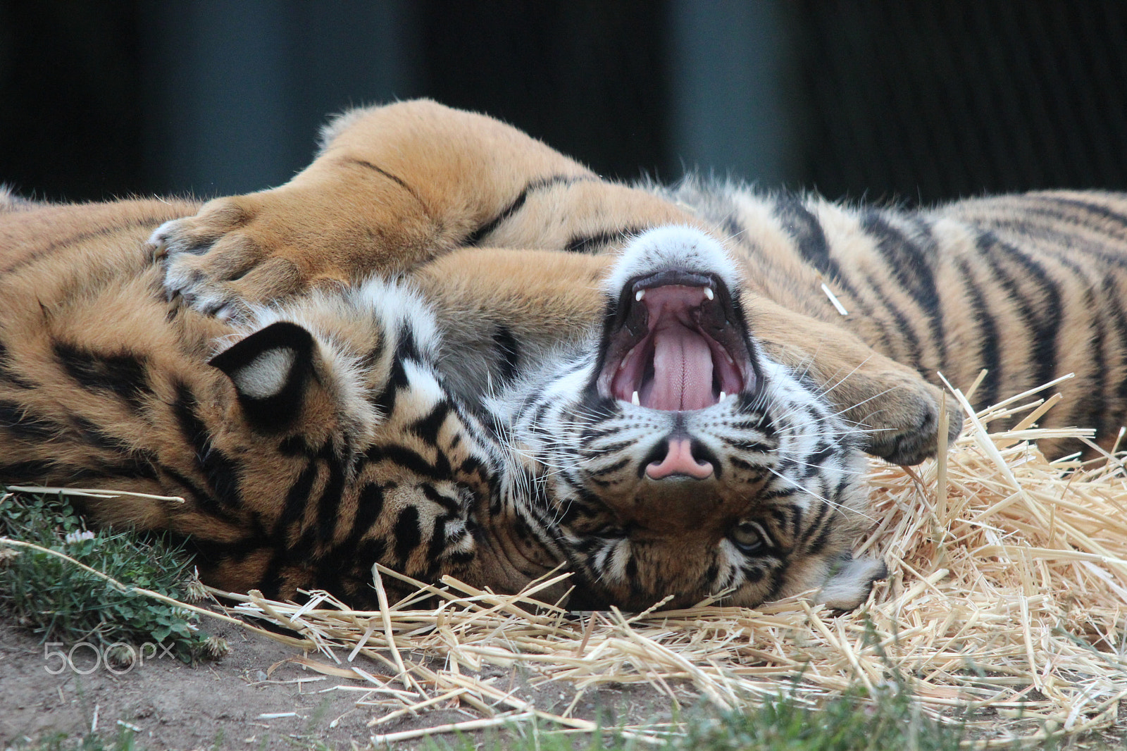 Sigma 150-500mm F5-6.3 DG OS HSM sample photo. Sumatran tiger photography