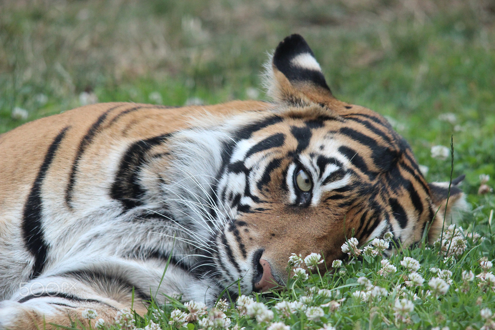 Sigma 150-500mm F5-6.3 DG OS HSM sample photo. Sumatran tiger photography