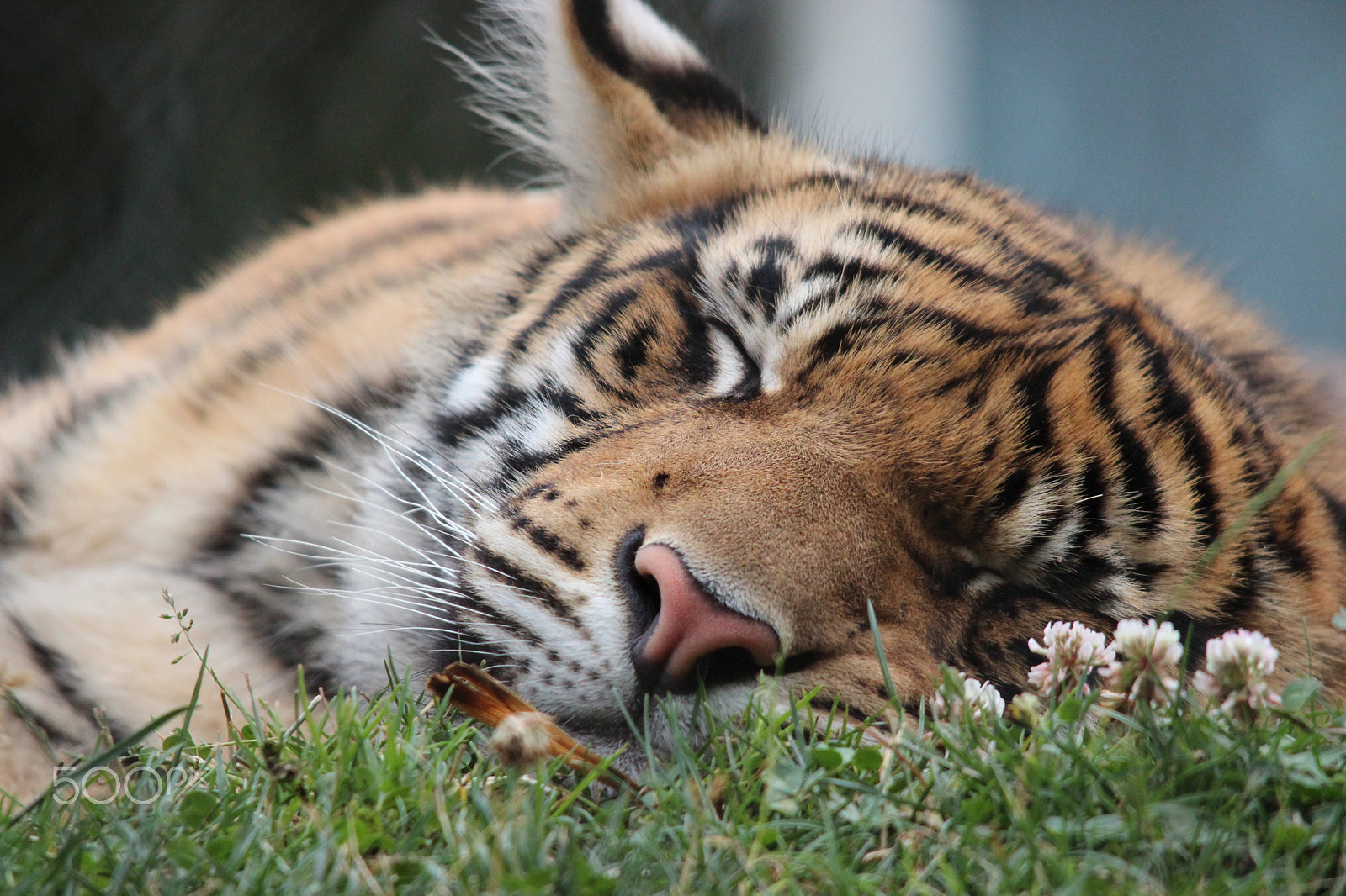 Sigma 150-500mm F5-6.3 DG OS HSM sample photo. Sumatran tiger photography