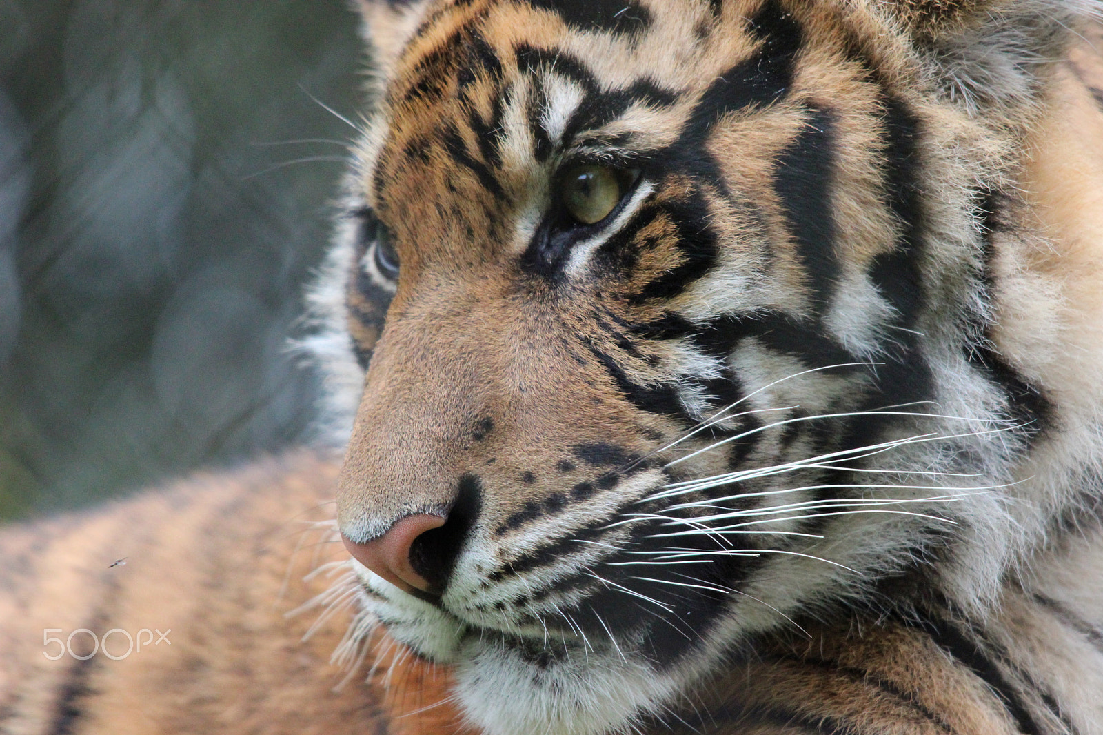 Sigma 150-500mm F5-6.3 DG OS HSM sample photo. Sumatran tiger photography