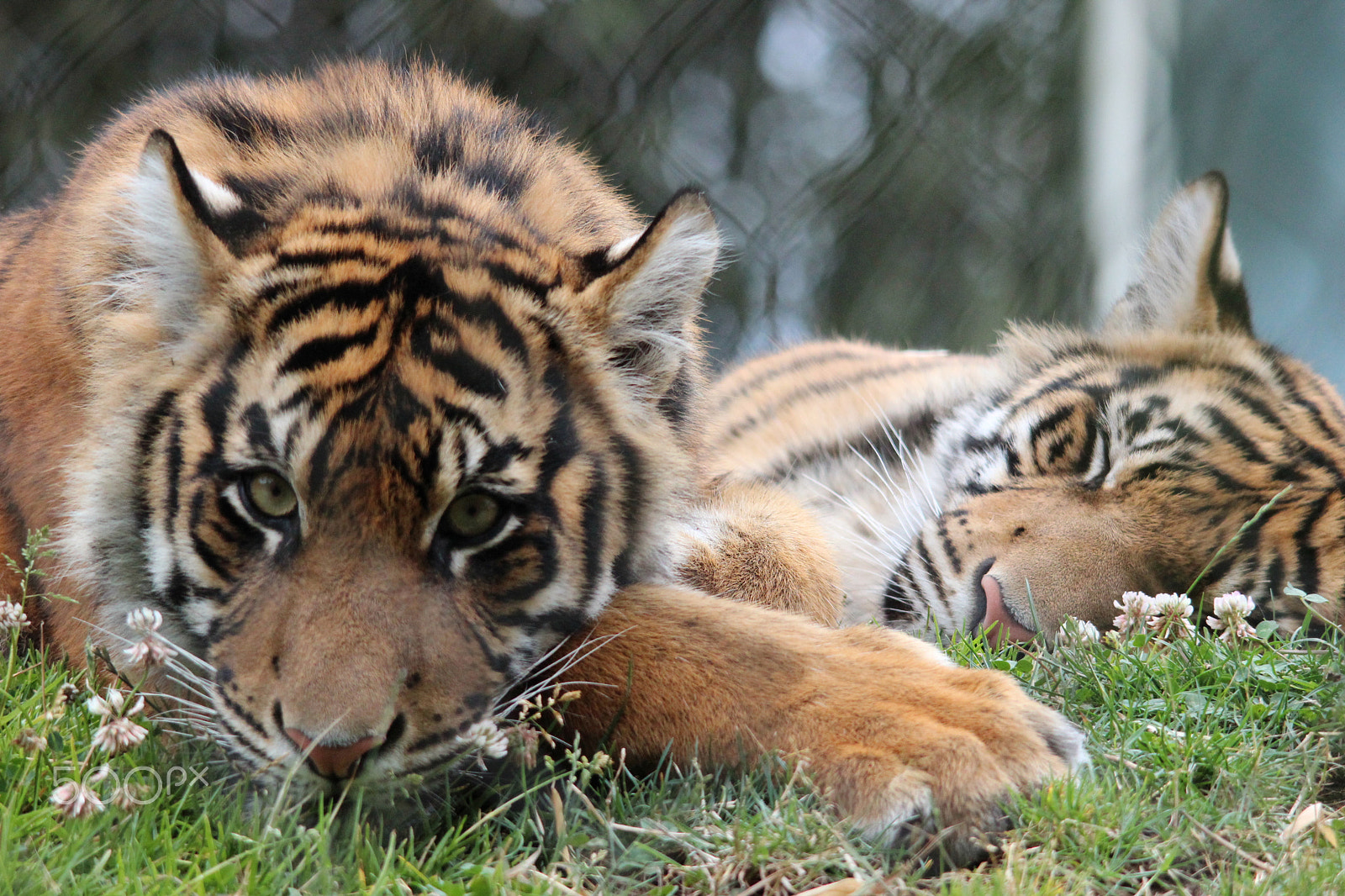 Sigma 150-500mm F5-6.3 DG OS HSM sample photo. Sumatran tiger photography