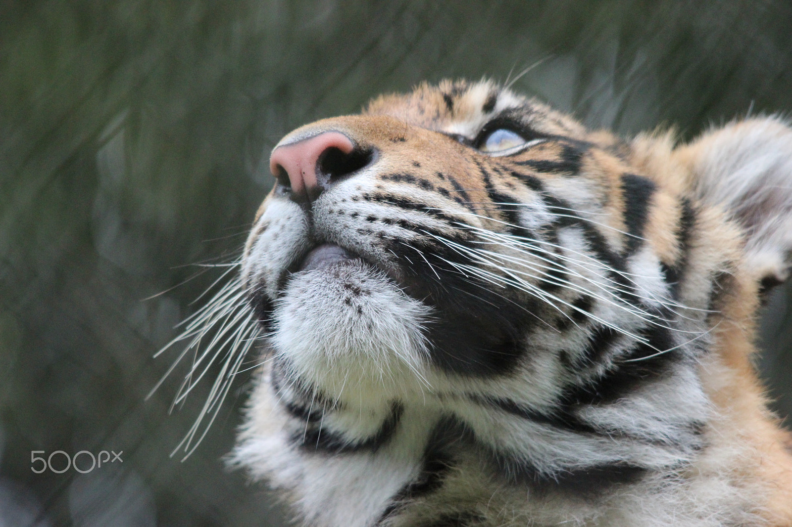 Sigma 150-500mm F5-6.3 DG OS HSM sample photo. Sumatran tiger photography