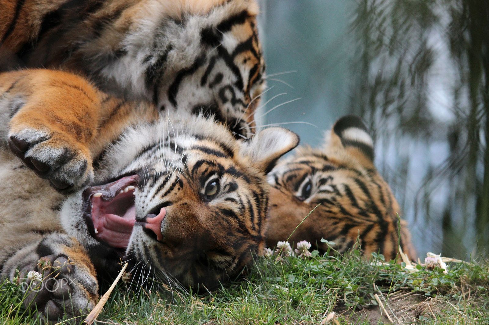 Sigma 150-500mm F5-6.3 DG OS HSM sample photo. Sumatran tiger photography