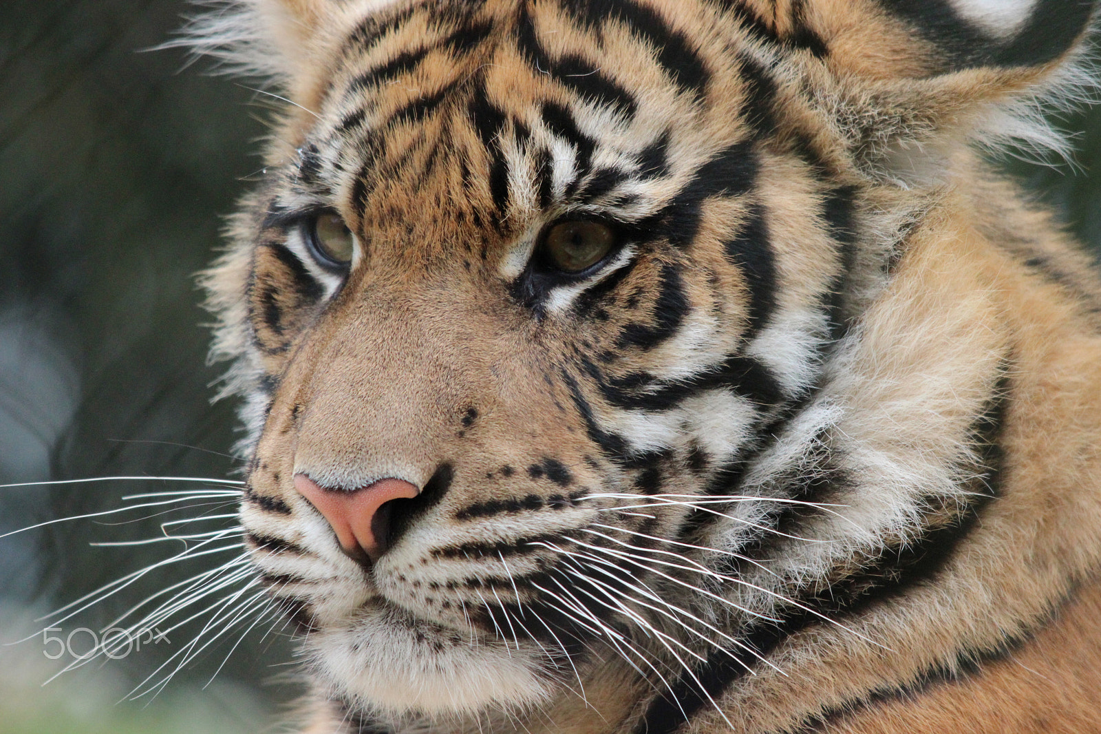 Sigma 150-500mm F5-6.3 DG OS HSM sample photo. Sumatran tiger photography