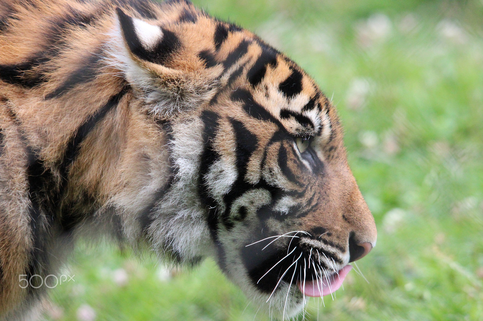 Sigma 150-500mm F5-6.3 DG OS HSM sample photo. Sumatran tiger photography