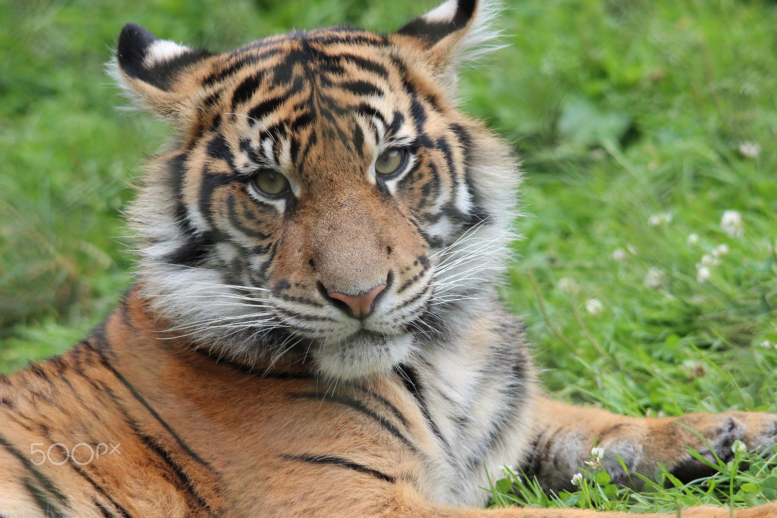 Sigma 150-500mm F5-6.3 DG OS HSM sample photo. Sumatran tiger photography
