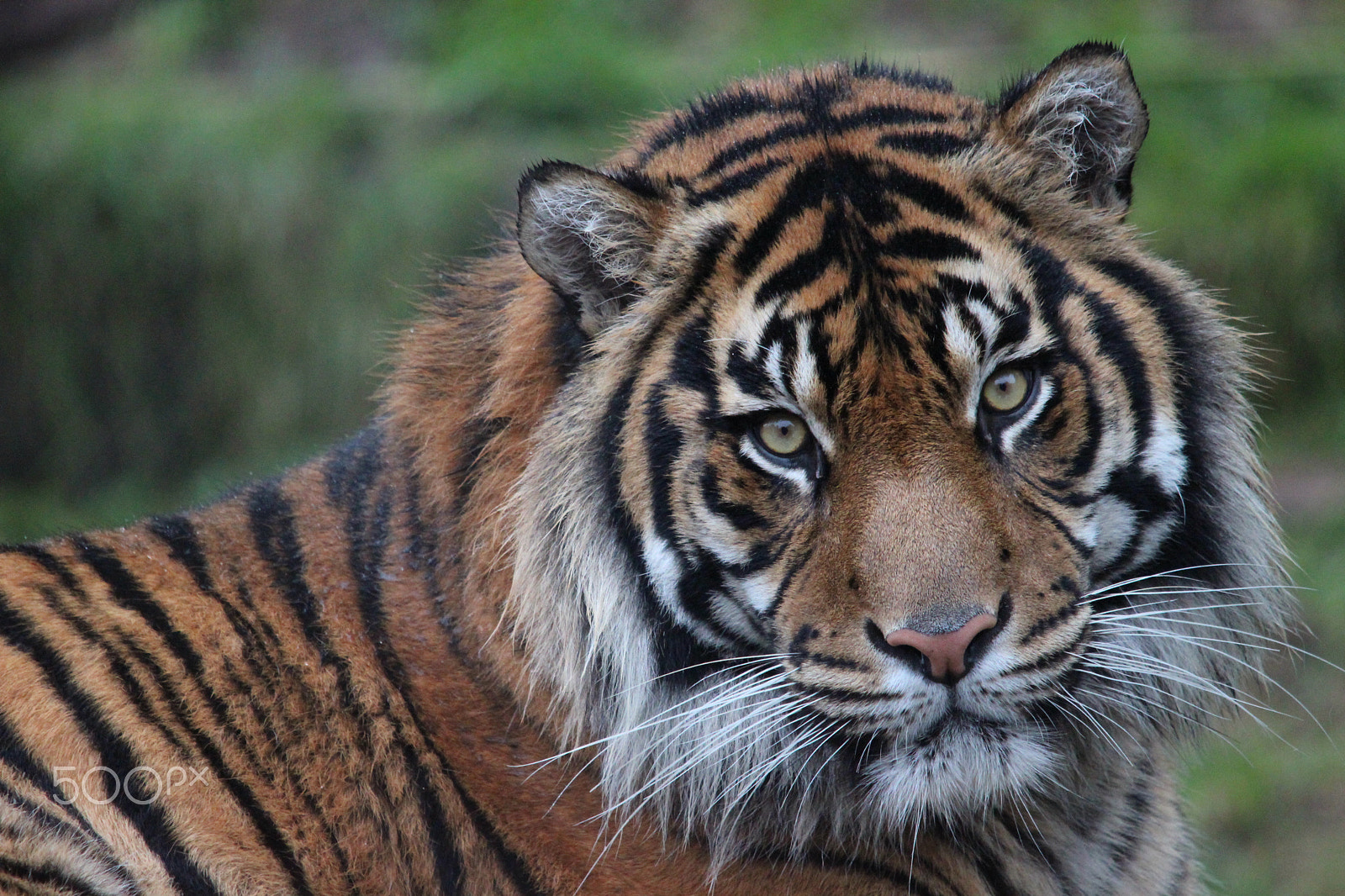 Sigma 150-500mm F5-6.3 DG OS HSM sample photo. Sumatran tiger photography