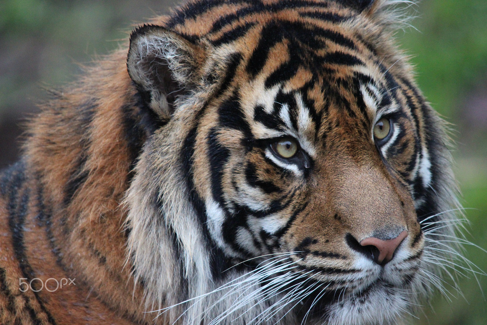 Sigma 150-500mm F5-6.3 DG OS HSM sample photo. Sumatran tiger photography