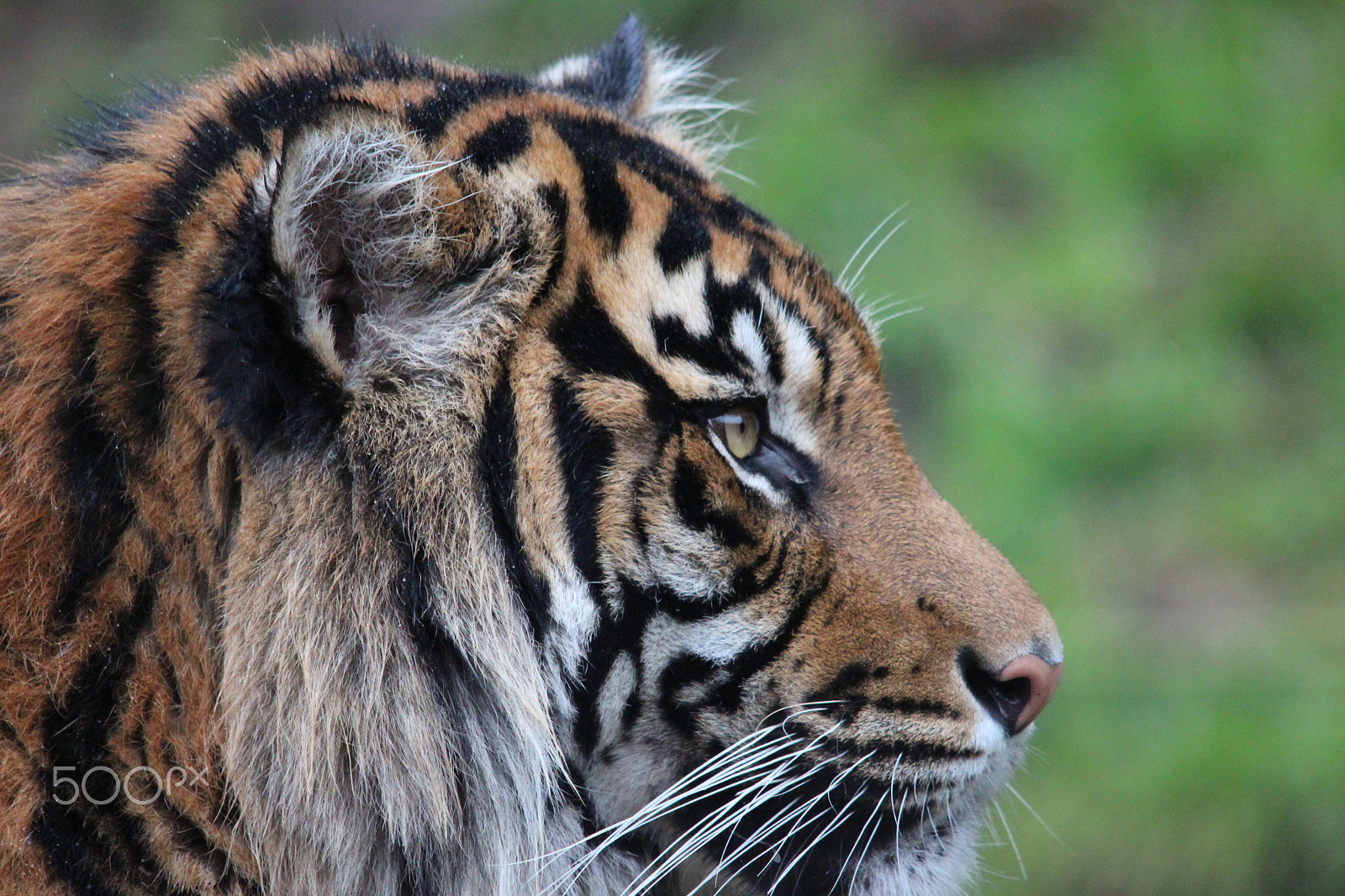 Sigma 150-500mm F5-6.3 DG OS HSM sample photo. Sumatran tiger photography