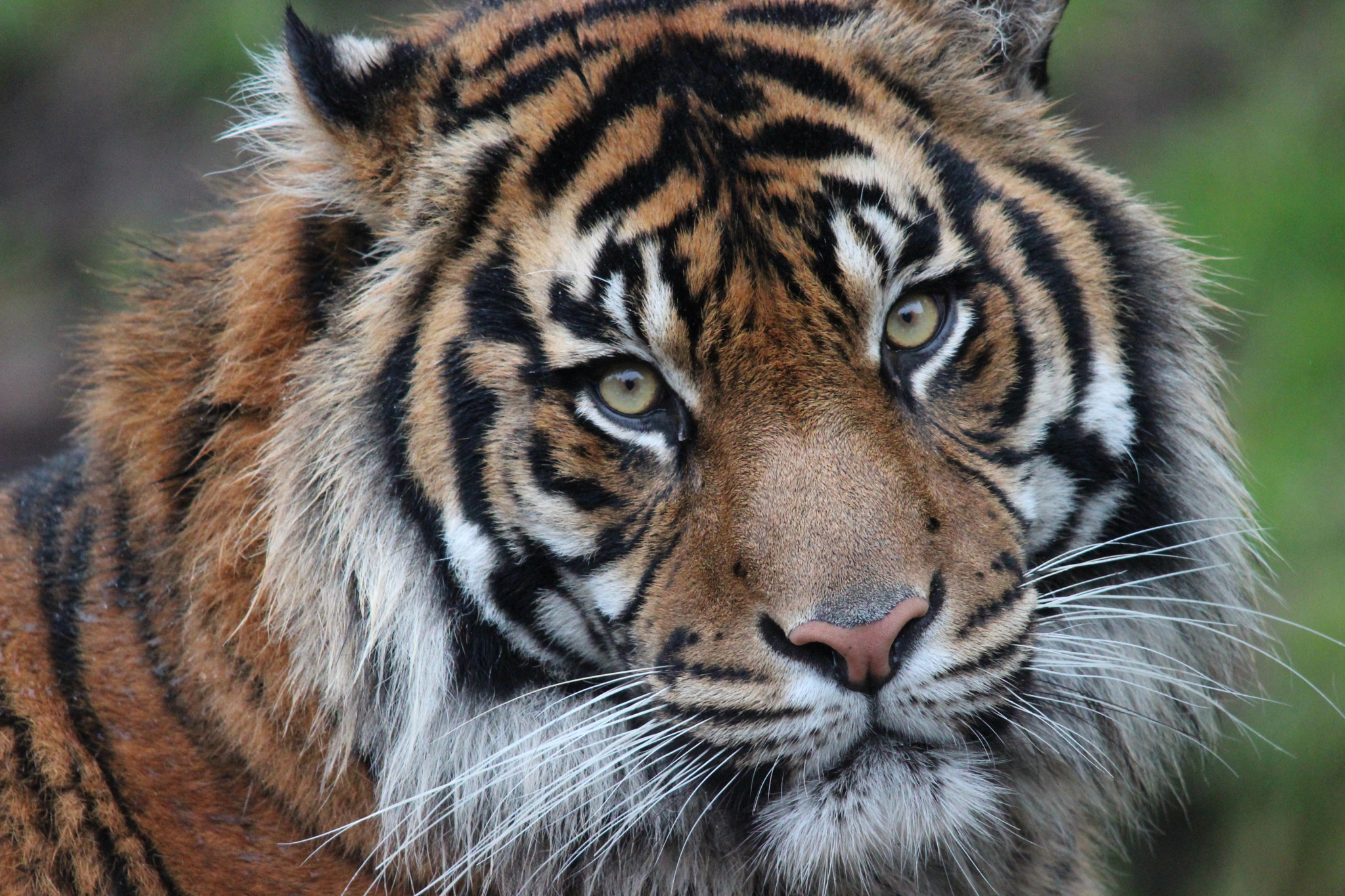 Sigma 150-500mm F5-6.3 DG OS HSM sample photo. Sumatran tiger photography