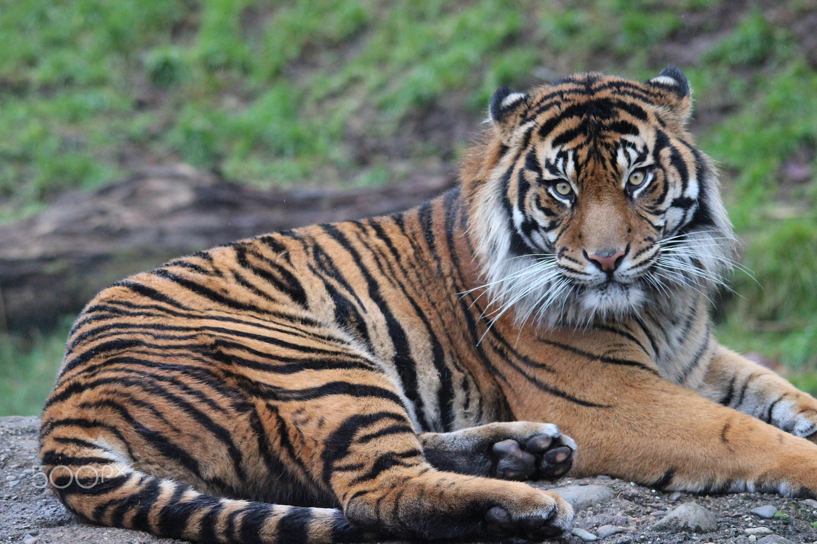 Sigma 150-500mm F5-6.3 DG OS HSM sample photo. Sumatran tiger photography
