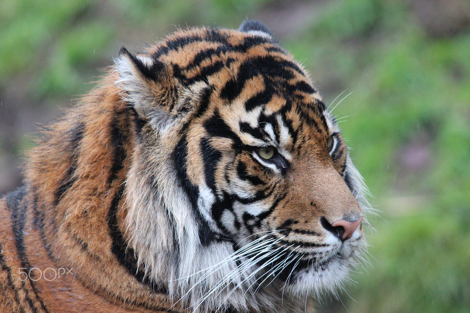 Sigma 150-500mm F5-6.3 DG OS HSM sample photo. Sumatran tiger photography