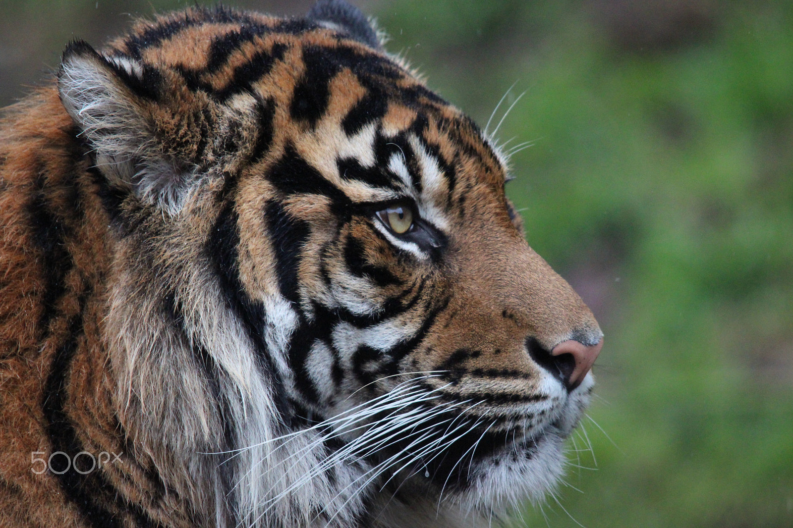 Sigma 150-500mm F5-6.3 DG OS HSM sample photo. Sumatran tiger photography