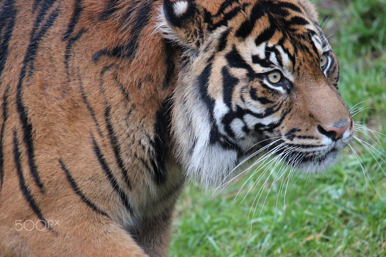 Sigma 150-500mm F5-6.3 DG OS HSM sample photo. Sumatran tiger photography